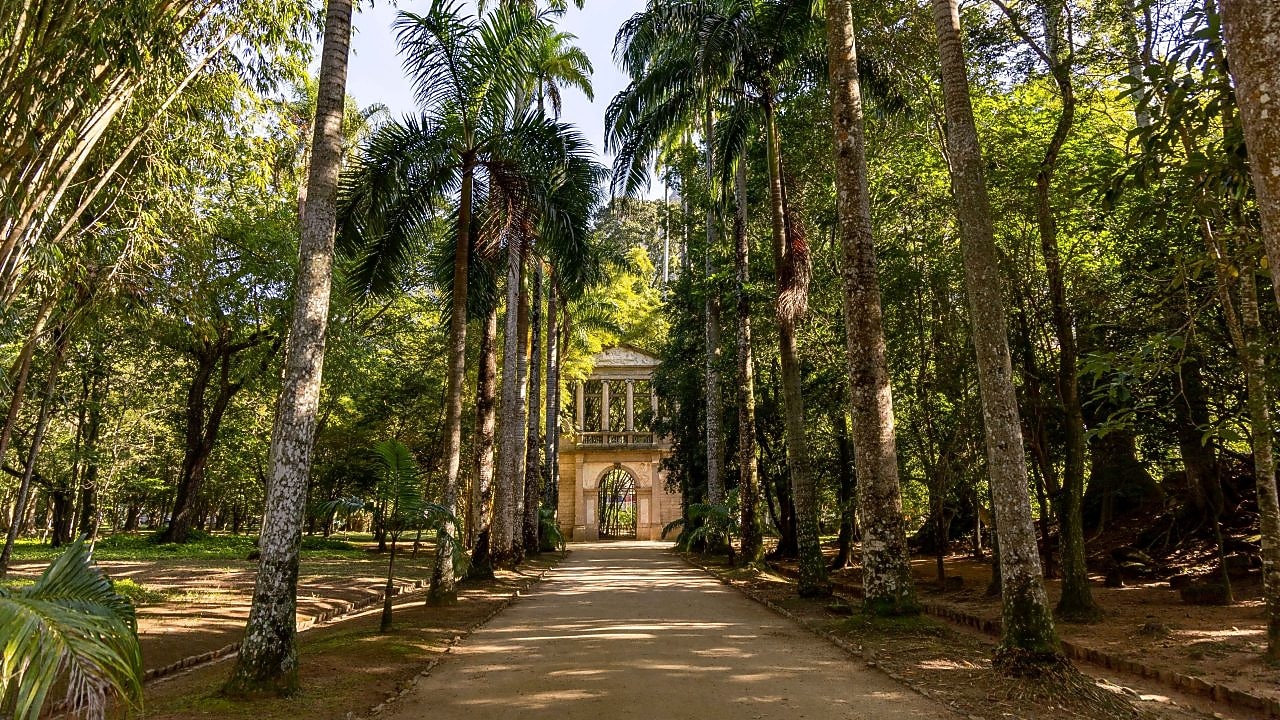Caminho arborizado ladeado por altas palmeiras e vegetação densa, levando ao portão histórico do Jardim Botânico do Rio de Janeiro sob luz suave do sol.