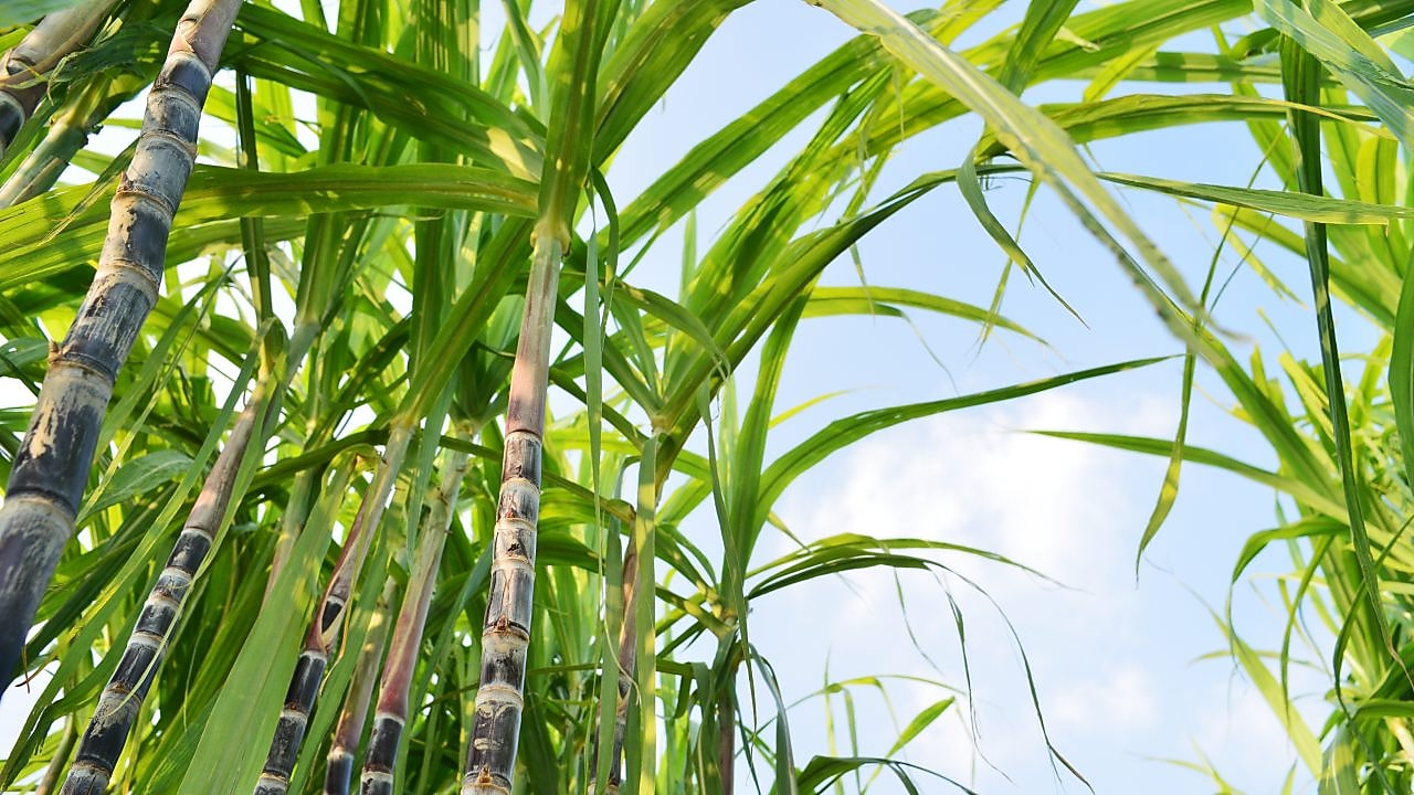 Cana-de-açúcar utilizada para produzir biocombustíveis