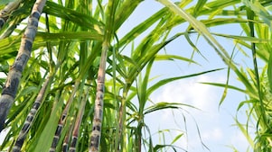 Cana-de-açúcar utilizada para produzir biocombustíveis