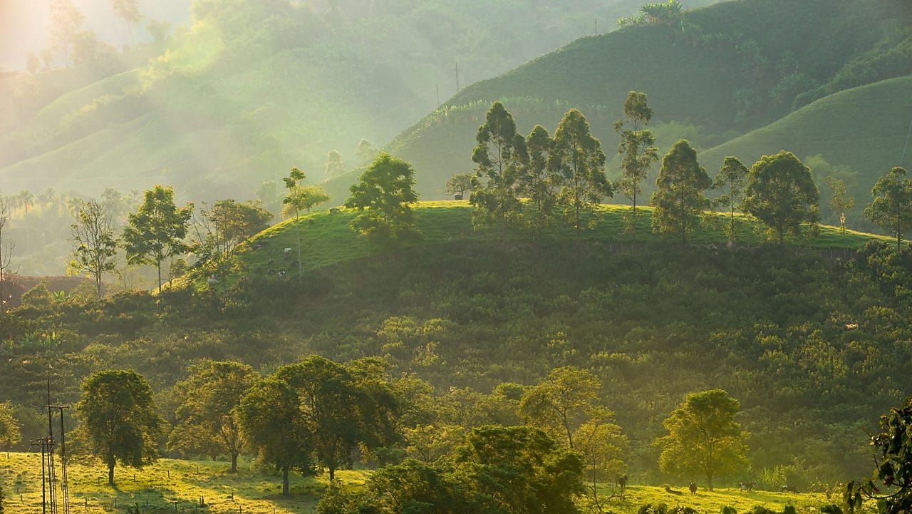 Paisagem rural iluminada pela luz suave do amanhecer, com colinas verdes ao fundo, árvores espalhadas pelo terreno e áreas de vegetação densa. A luz do sol atravessa a neblina leve, criando sombras longas e um brilho dourado sobre o campo.