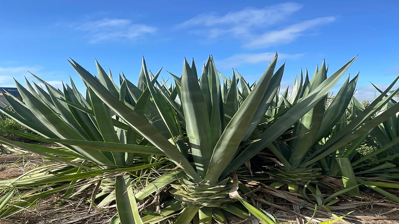Foto mostra planta em campo do projeto Brave.