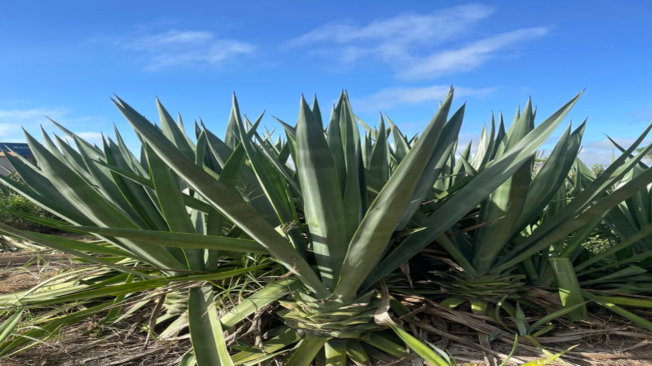 Foto mostra planta em campo do projeto Brave.