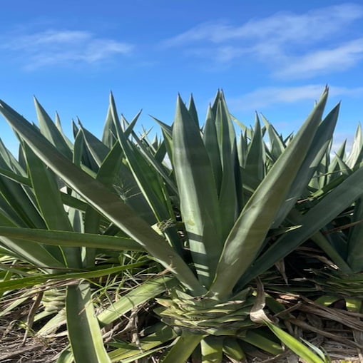 Foto mostra planta em campo do projeto Brave.
