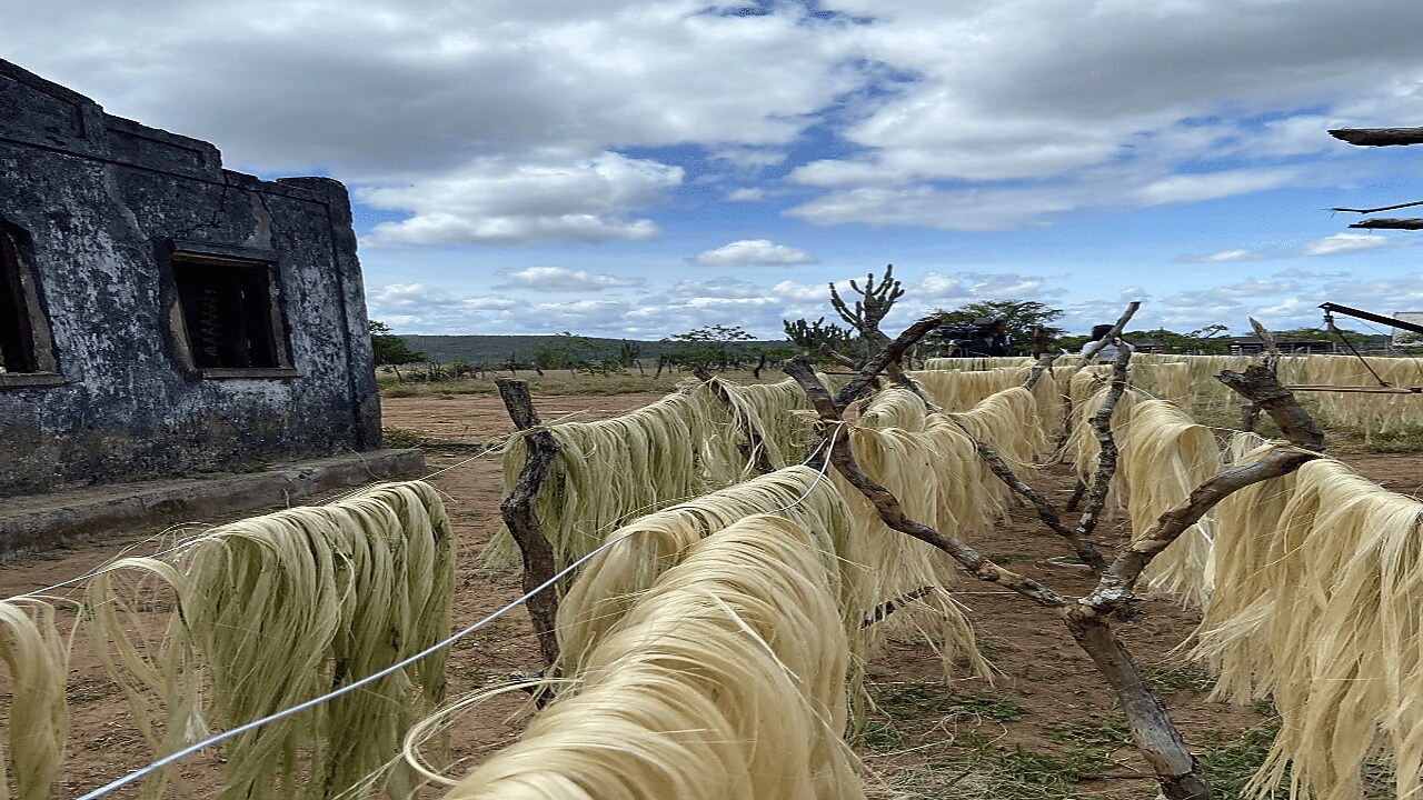 Foto mostra planta em campo do projeto Brave.