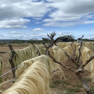 Foto mostra planta em campo do projeto Brave.