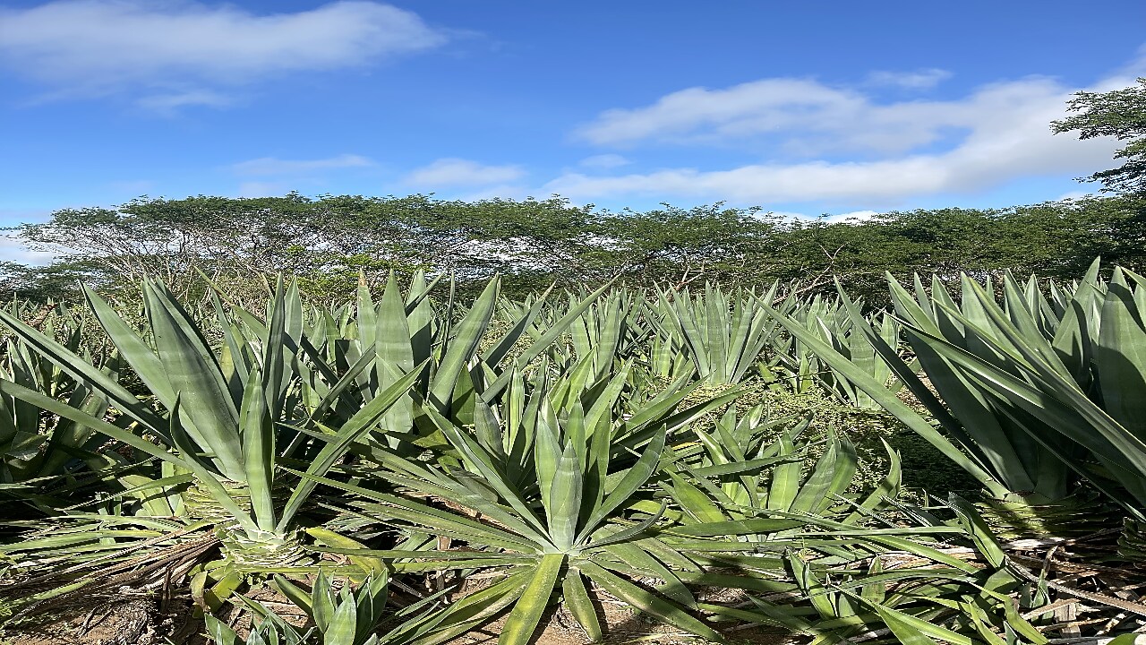 Foto mostra planta em campo do projeto Brave.