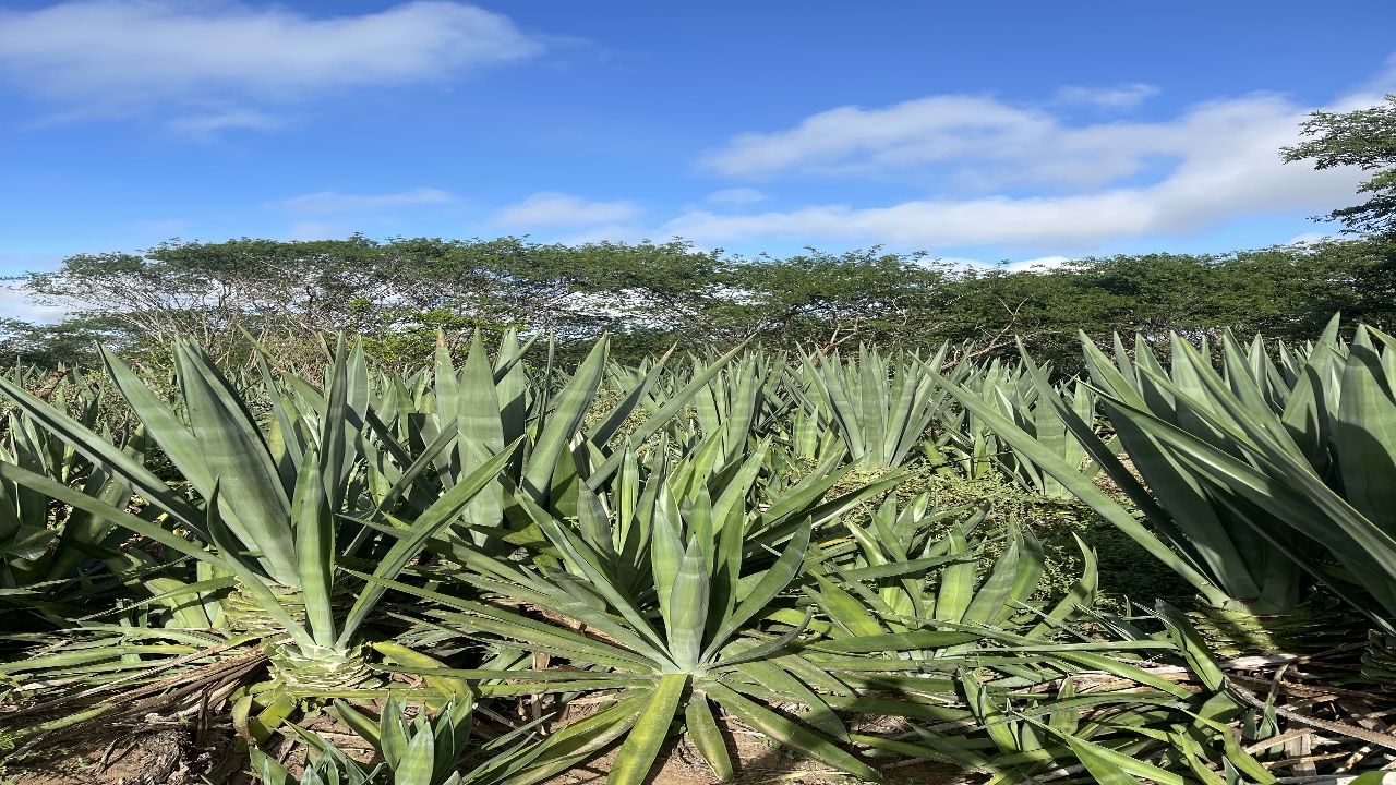 Foto mostra planta em campo do projeto Brave.