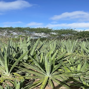 Foto mostra planta em campo do projeto Brave.