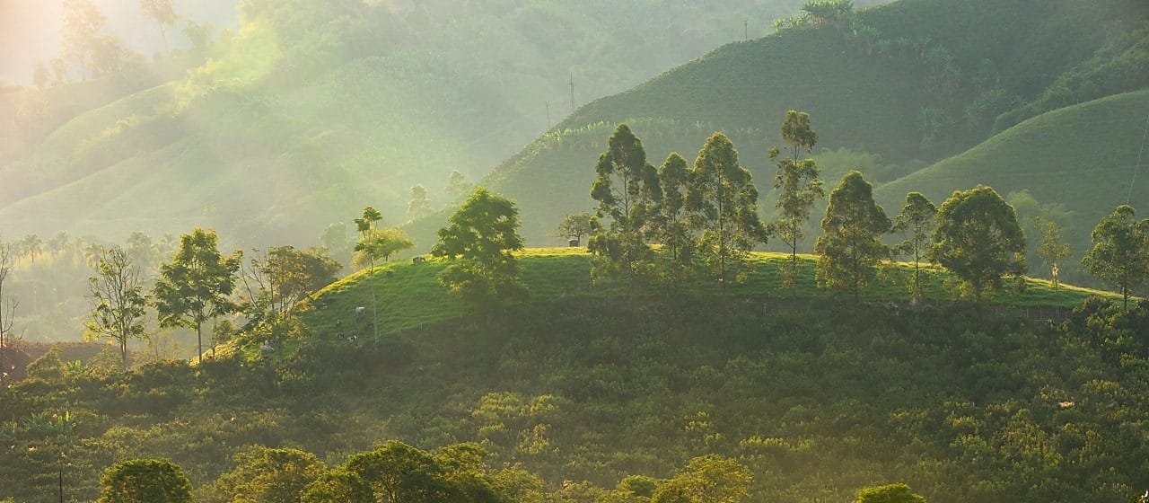 Paisagem rural iluminada pela luz suave do amanhecer, com colinas verdes ao fundo, árvores espalhadas pelo terreno e áreas de vegetação densa. A luz do sol atravessa a neblina leve, criando sombras longas e um brilho dourado sobre o campo.