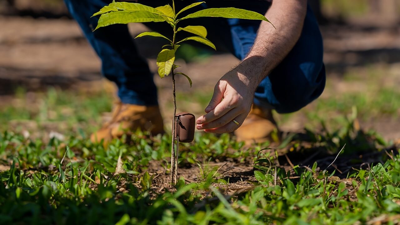 Foto mostra pessoas regando planta do projeto Nanorads.