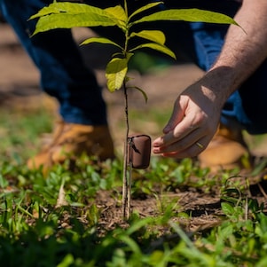 Foto mostra pessoas regando planta do projeto Nanorads.