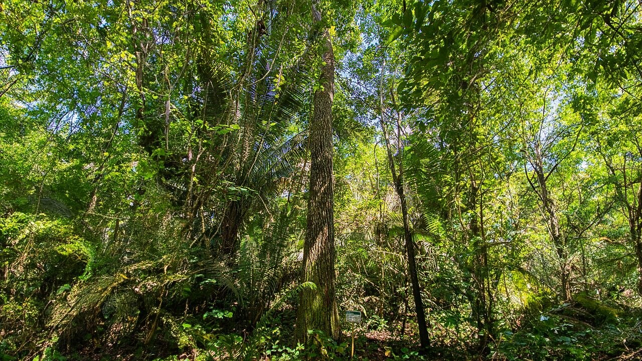 Foto mostra pessoas regando planta do projeto Nanorads.