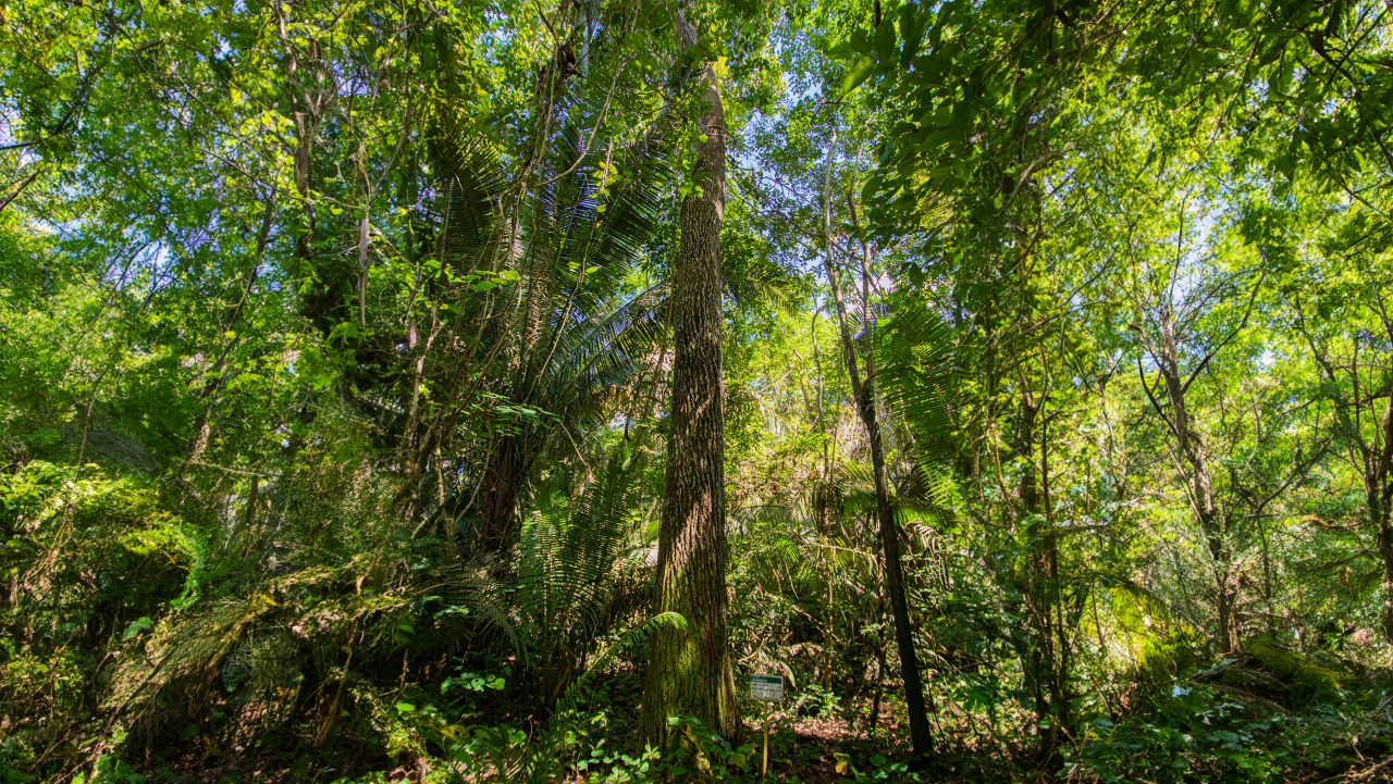 Foto mostra pessoas regando planta do projeto Nanorads.