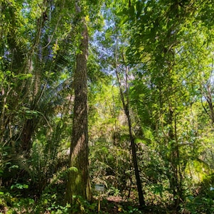 Foto mostra pessoas regando planta do projeto Nanorads.