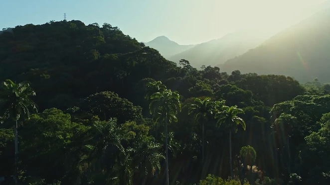 Floresta tropical densa com palmeiras em primeiro plano e montanhas ao fundo, cobertas por vegetação, iluminadas por luz suave do sol baixo no horizonte, criando uma atmosfera de amanhecer com névoa leve entre os morros.