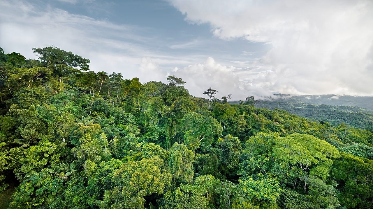 Campo de girassóis em frente a um grupo de painéis solares