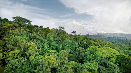 Campo de girassóis em frente a um grupo de painéis solares