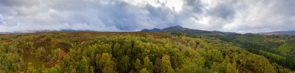 Vista aérea de uma densa floresta
