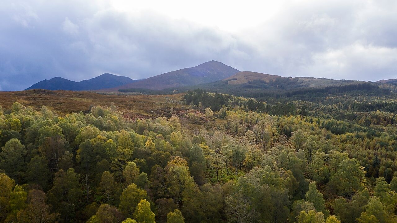 Vista aérea de uma densa floresta.