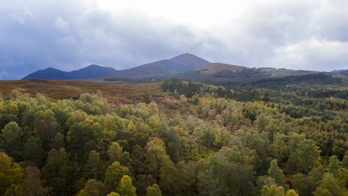 Vista aérea de uma densa floresta.