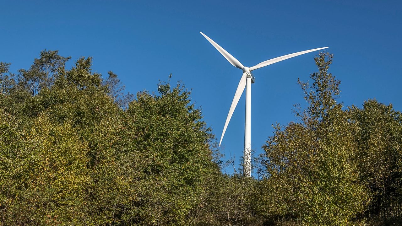 Árvores com uma turbina eólica ao fundo