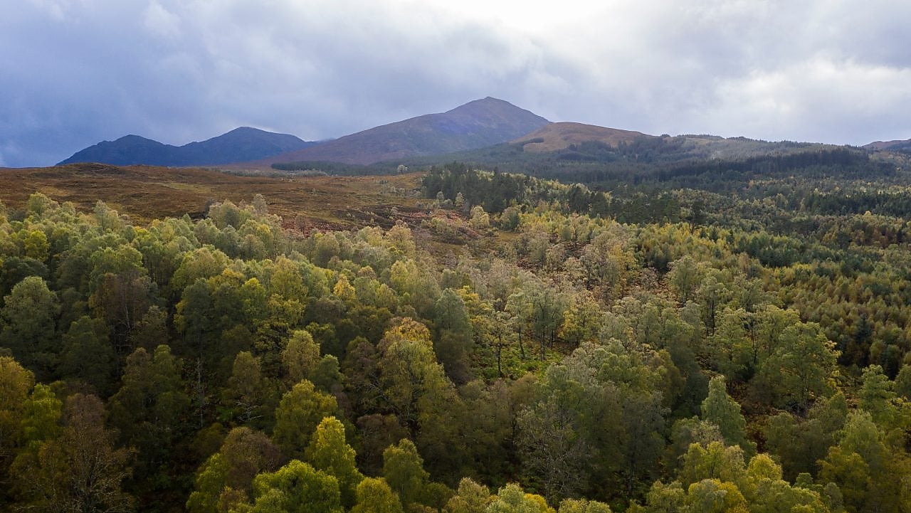 Vista aérea de uma densa floresta