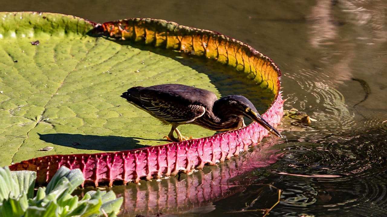 Pássaro escuro de bico longo e amarelado em pé sobre uma vitória-régia, inclinado para frente enquanto toca a água com o bico. A folha verde tem bordas avermelhadas e está parcialmente iluminada pelo sol.