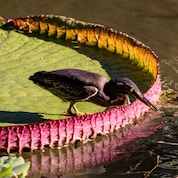 Pássaro escuro de bico longo e amarelado em pé sobre uma vitória-régia, inclinado para frente enquanto toca a água com o bico. A folha verde tem bordas avermelhadas e está parcialmente iluminada pelo sol.