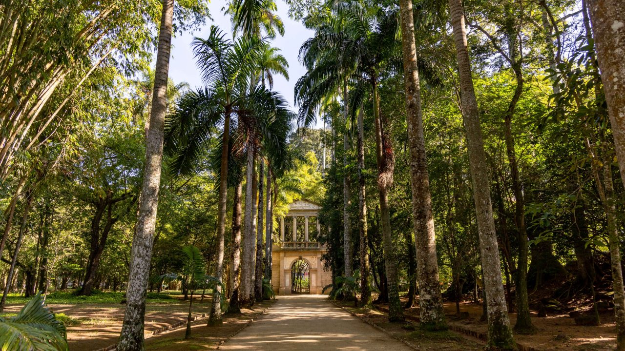 Caminho arborizado ladeado por altas palmeiras e vegetação densa, levando ao portão histórico do Jardim Botânico do Rio de Janeiro sob luz suave do sol. 