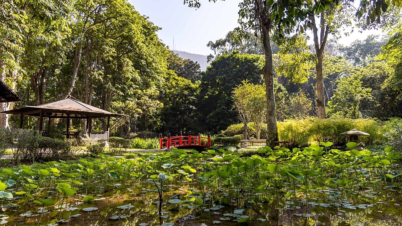 Jardim com lago coberto por folhas de lótus, cercado por árvores altas e vegetação densa. Ao fundo, há uma pequena ponte vermelha e um quiosque de madeira em estilo oriental, sob luz suave de manhã ou tarde.