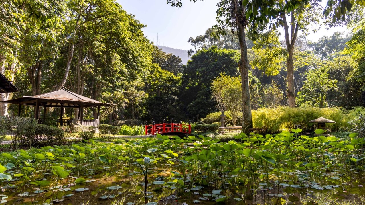 Jardim com lago coberto por folhas de lótus, cercado por árvores altas e vegetação densa. Ao fundo, há uma pequena ponte vermelha e um quiosque de madeira em estilo oriental, sob luz suave de manhã ou tarde.