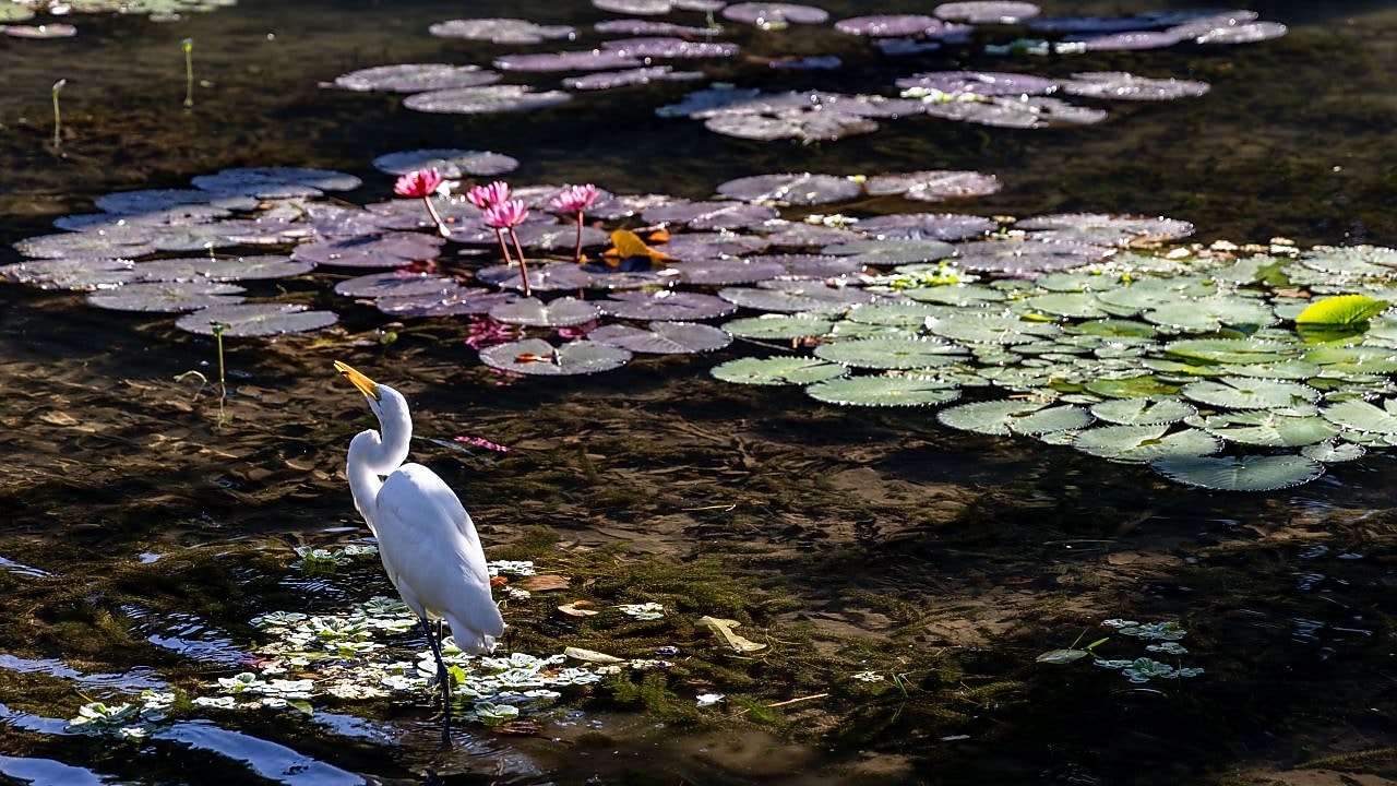 Garça branca de bico amarelo em um lago raso com vitórias-régias verdes e roxas, entre flores de lótus rosadas refletidas na água sob luz natural.