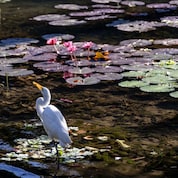 Garça branca de bico amarelo em um lago raso com vitórias-régias verdes e roxas, entre flores de lótus rosadas refletidas na água sob luz natural.