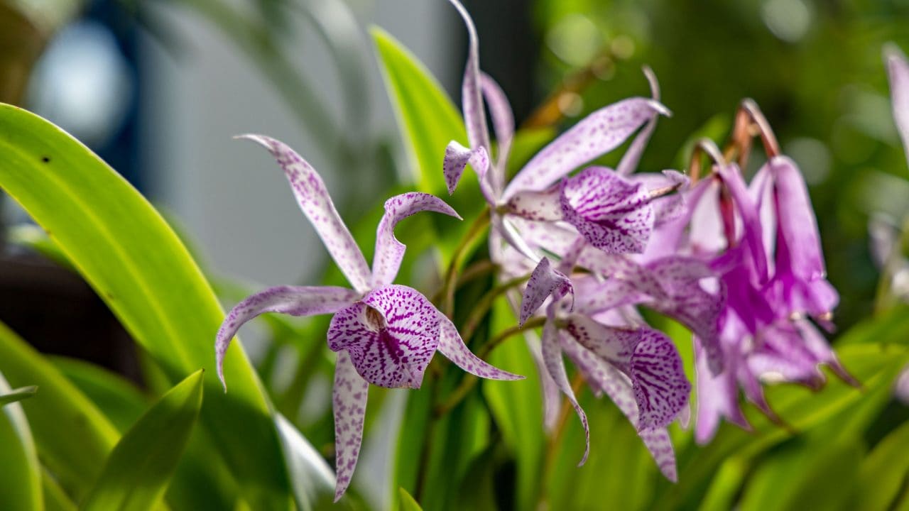 Close-up de orquídeas lilases com pétalas brancas e manchas roxas, em meio a folhas verdes iluminadas pela luz natural. 