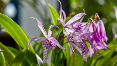 Close-up de orquídeas lilases com pétalas brancas e manchas roxas, em meio a folhas verdes iluminadas pela luz natural. 