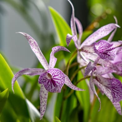 Close-up de orquídeas lilases com pétalas brancas e manchas roxas, em meio a folhas verdes iluminadas pela luz natural. 