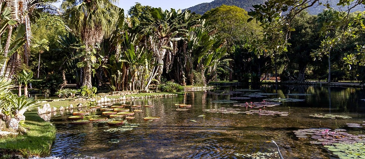 Lago com vitórias-régias e garça branca em primeiro plano, cercado por vegetação tropical exuberante e palmeiras altas, com montanha ao fundo sob céu azul claro. 