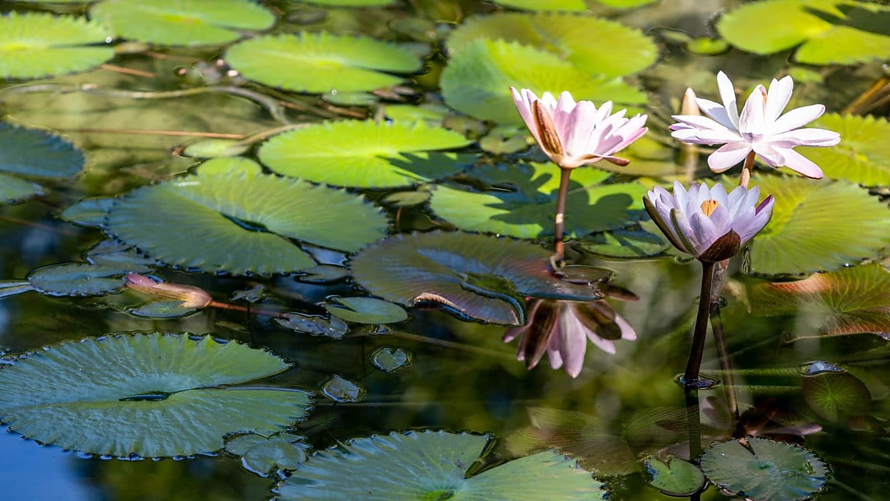 Flores de lótus rosadas e brancas sobressaem entre folhas verdes de vitória-régia sobre a água calma, refletindo a luz do sol e o entorno natural.